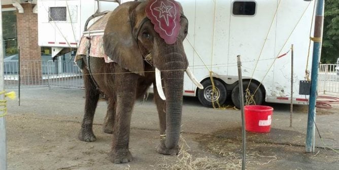 peta pans tom vilsack as biden agirculture secretary nominee