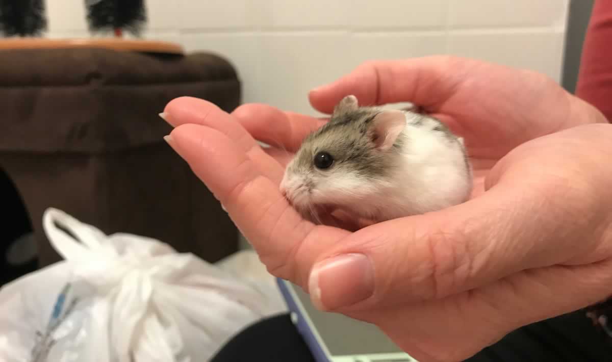 Mike, a rescued hamster available for adoption