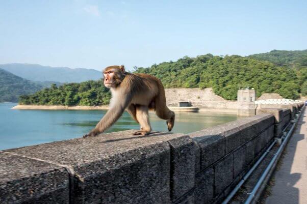 shutterstock removes unnatural images of primates posed as