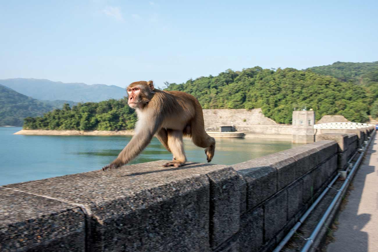 Shutterstock Is Banning Unnatural Images of Monkeys and Apes | PETA