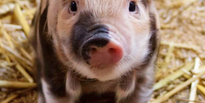 Nouns: Animals Don’t Belong in the ‘Thing’ Category