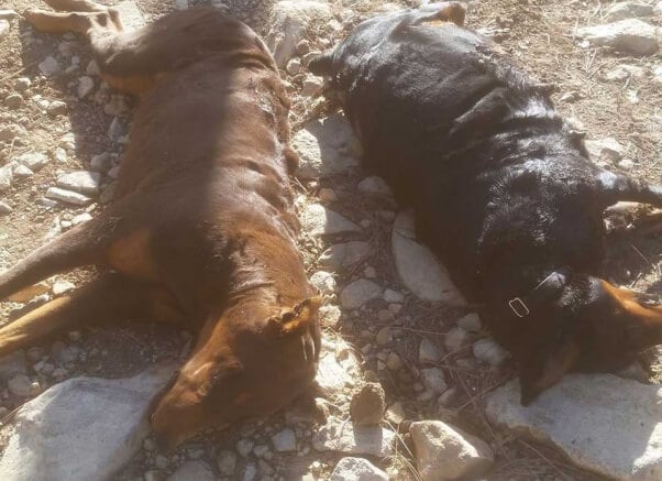 two dogs in capitan, new mexico, were dragged to their deaths