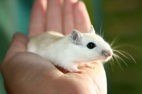 Battle of the Small Pets: Gerbil vs. Hamster - Which is the Best Pet for You? - ESLBUZZ