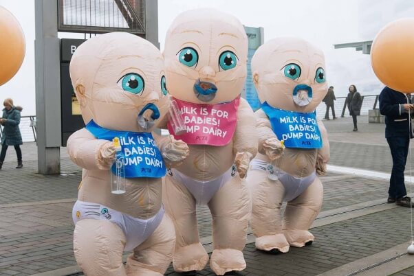 giant inflatable PETA babies crash a dairy conference in Vancouver