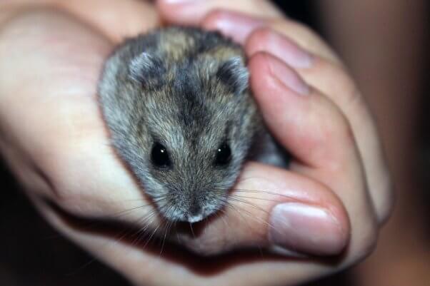 Rabbits, Rodents, and Other Small Mammals Don't Want to Be Your Class  'Pets' | PETA