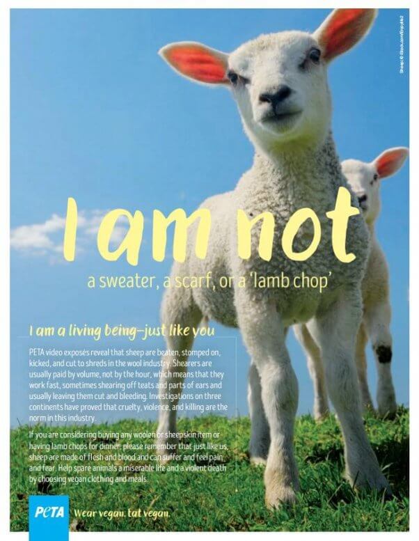 PETA Ad rejected by Mall of America shows a sheep and cautions against buying products derived from animals