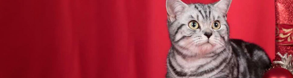 Gray tabby kitten next to Christmas gifts and decorations