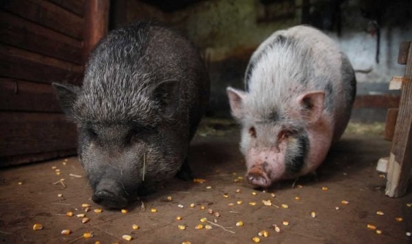 Two Vietnamese pot-bellied pigs eating corn