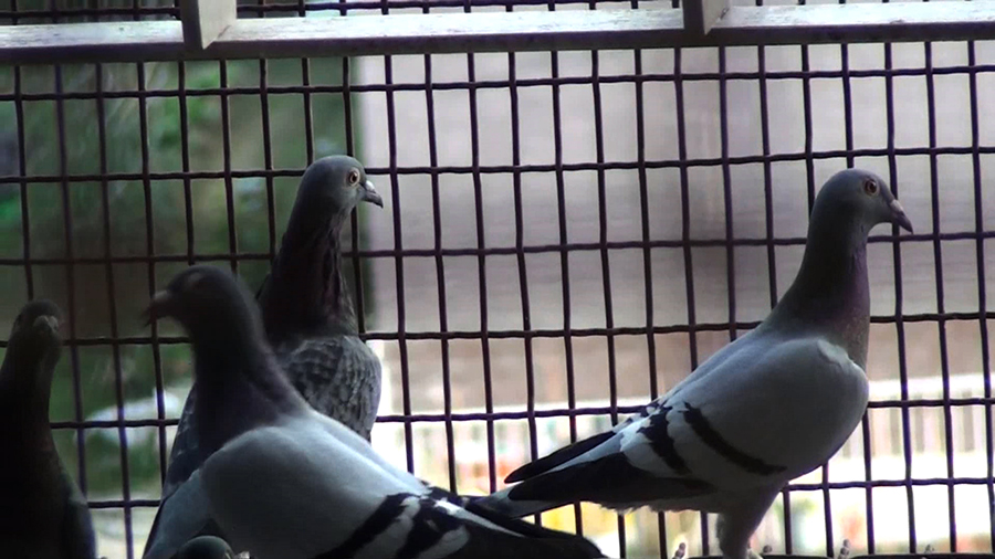 2020 Taiwan Court Rules Against Pigeon Racers and Organizers