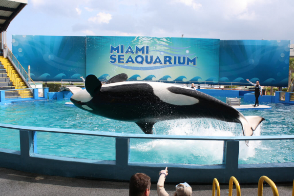orca lolita imprisoned at the miami seaquarium
