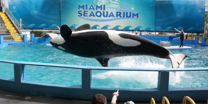 orca lolita imprisoned at the miami seaquarium