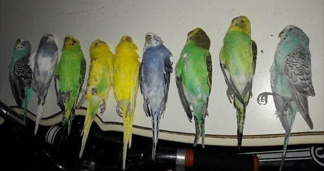 Woman Accidentally Kills Her 9 Parakeets While Cooking A Turkey Peta