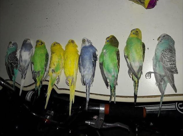 parakeets-killed-by-cooking-turkey.jpg