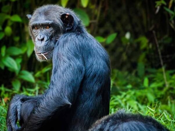 shutterstock is banning and removing all harmful images of ape and monkey 'actors'