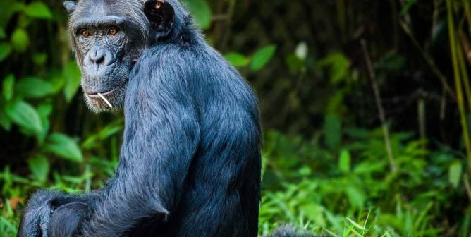 shutterstock is banning and removing all harmful images of ape and monkey 'actors'