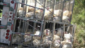 Tell Cargill That It’s Lost Your Business Thanks to Circle S Ranch Turkey Truck Wrecks