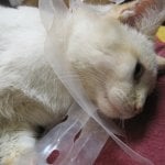 Outdoor Cat Stuck in Plastic