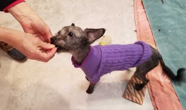 Cute small dog in purple sweater takes a treat from a person's hand