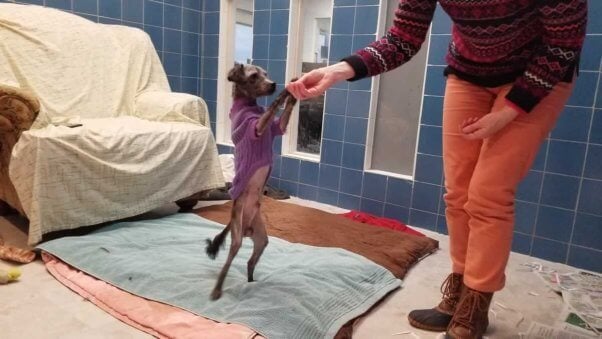 cute small dog in purple sweater standing on hind legs