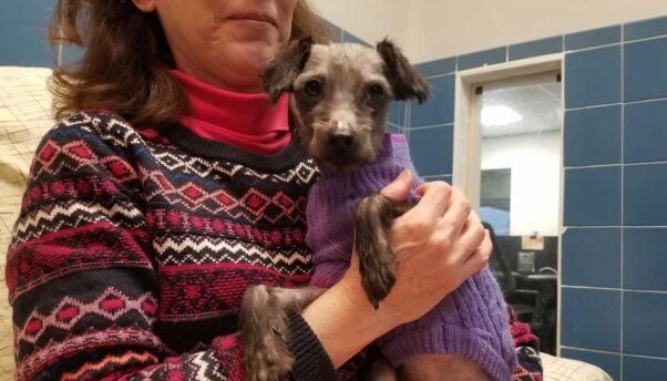 Cute small dog in purple sweater being held by woman