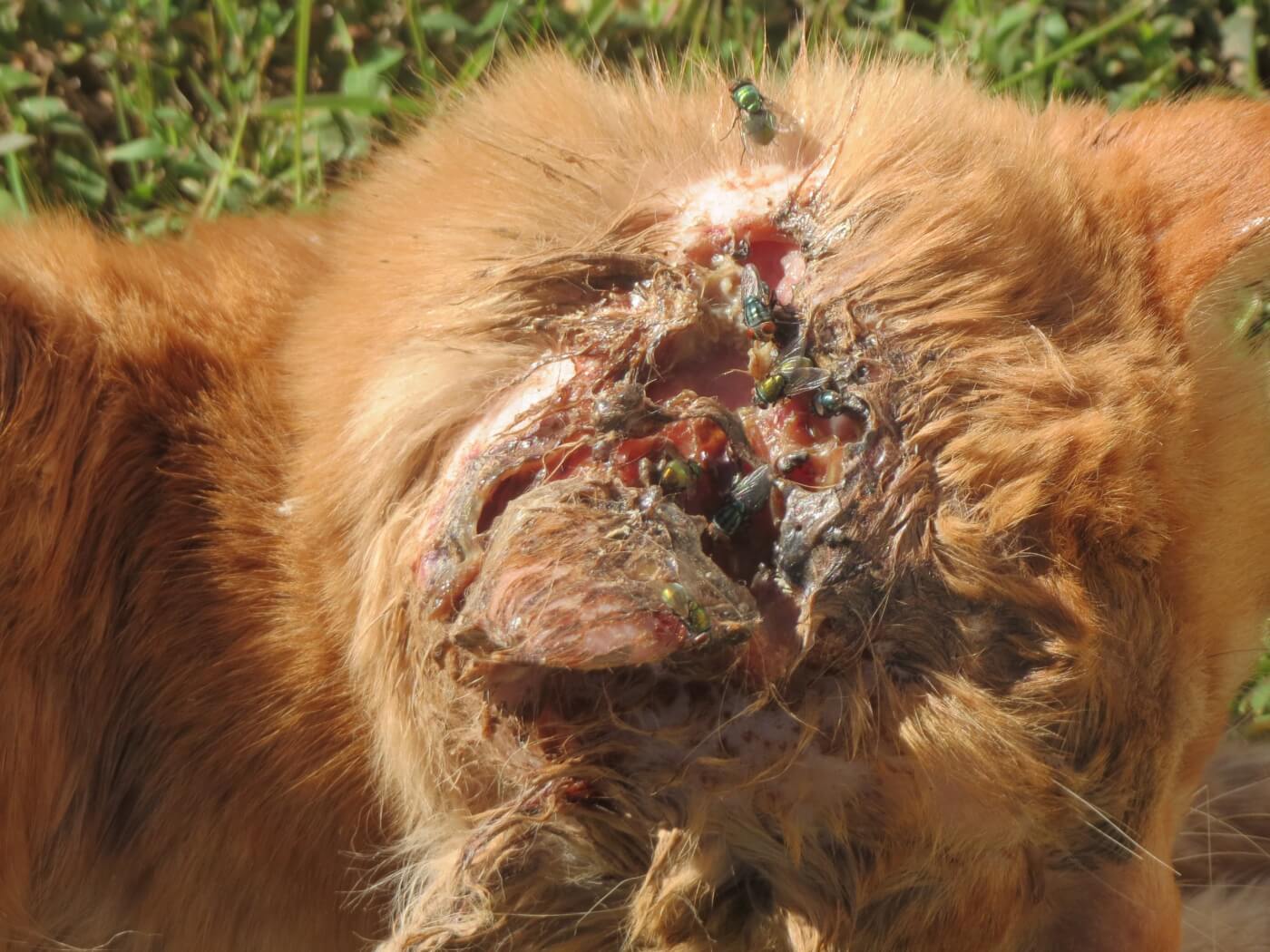 Injured Outdoor Cat on Grass