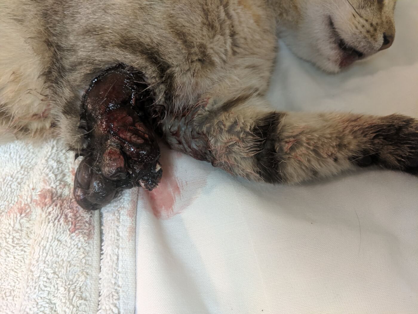 Injured Outdoor Cat