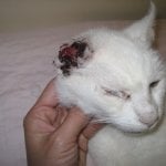 Injured Outdoor Cat