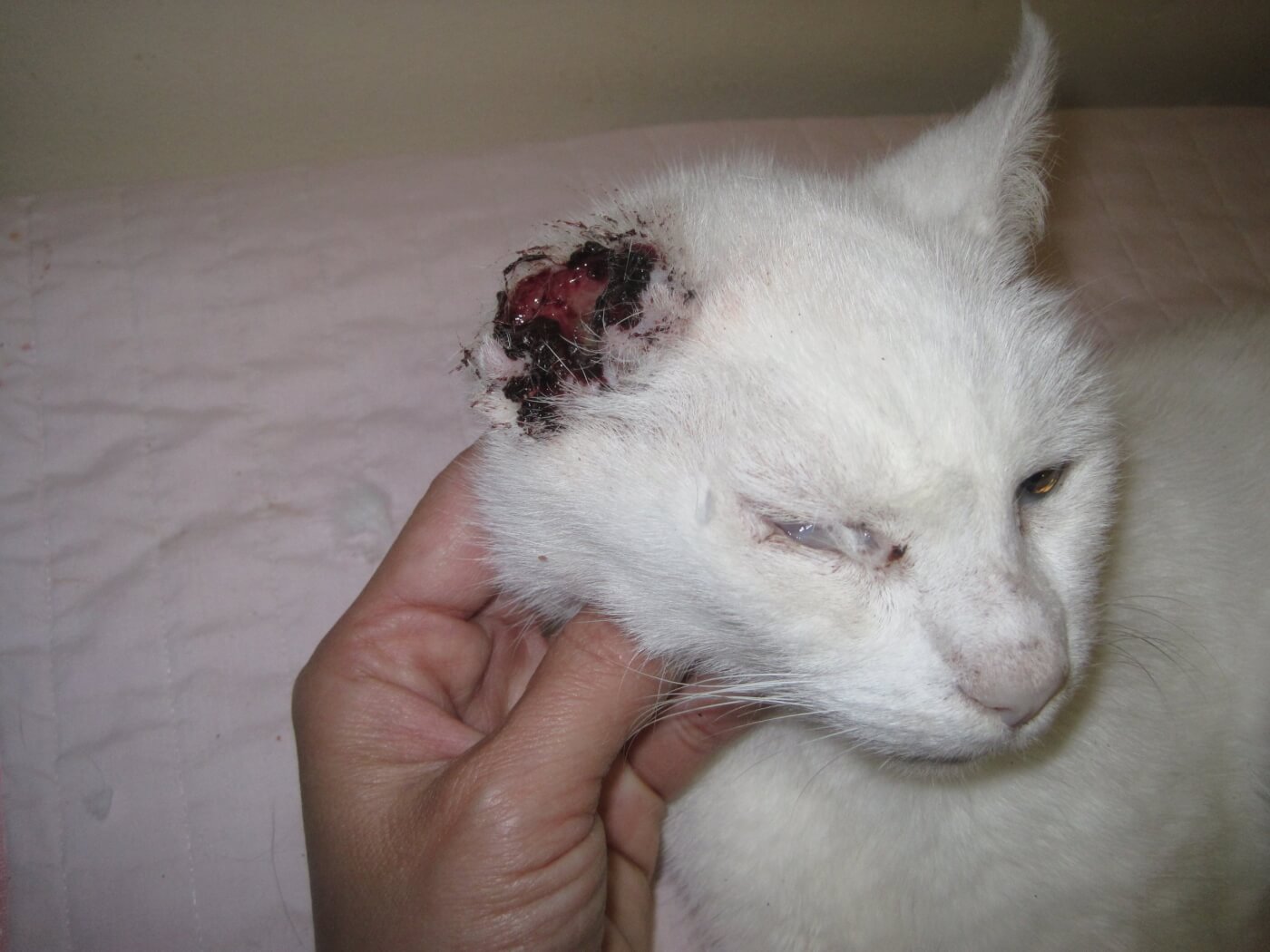 Injured Outdoor Cat