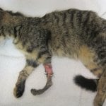 Injured Outdoor Cat