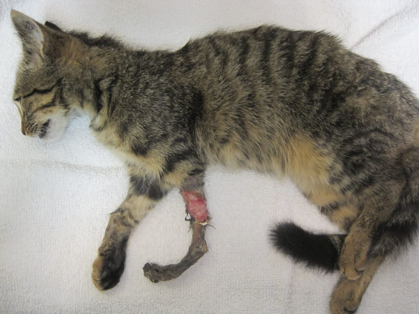 Injured Outdoor Cat