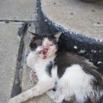 Black and White Face Outdoor Injured Cat