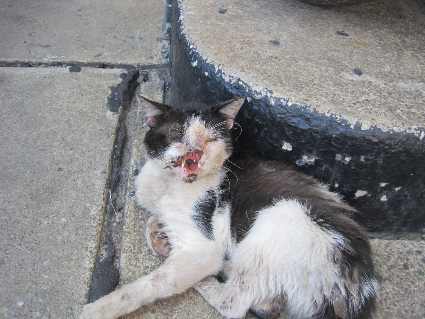 Black and White Face Outdoor Injured Cat