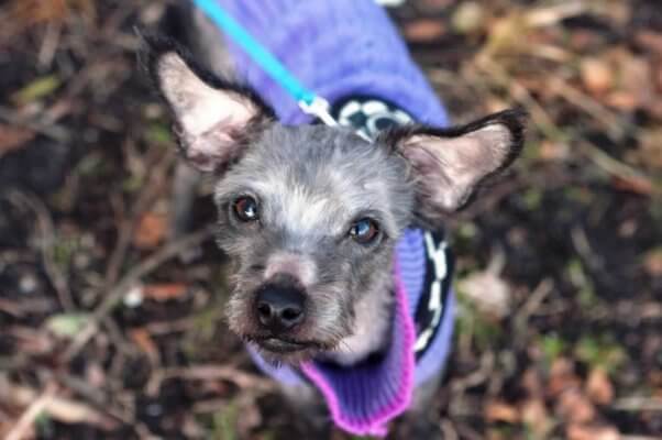 Adorable small dog in purple sweater looking up into camera