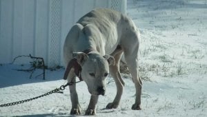 Sad-looking white pit bull chained outside in snow