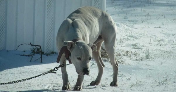 Sad-looking white pit bull chained outside in snow