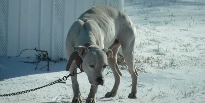 Sad-looking white pit bull chained outside in snow