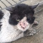 Injured Outdoor Cat