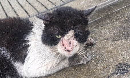 Injured Outdoor Cat