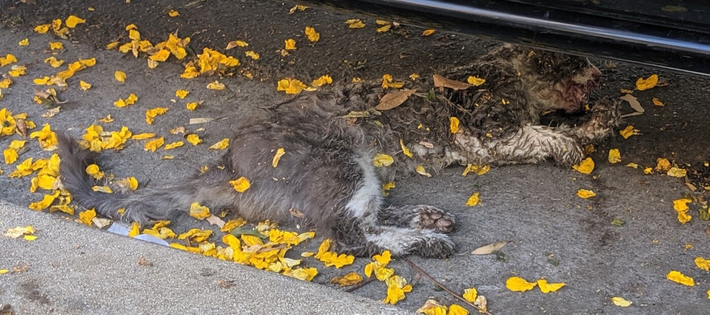 Injured Outdoor Cat