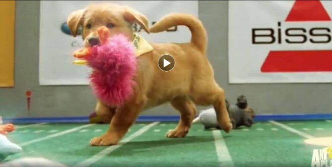 still taken from animal planet's puppy bowl pre-game show