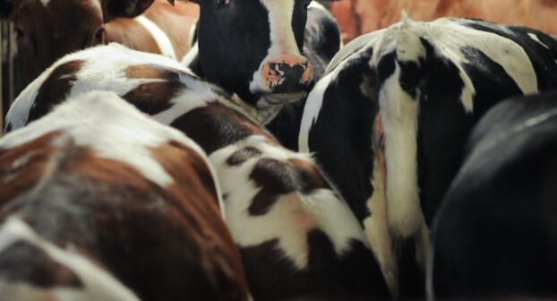 Influenza D Is Everywhere—Will You Go Vegan Before It’s Too Late?