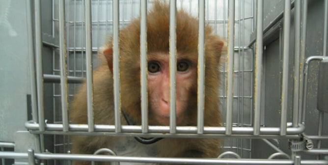 PETA Thanks Jack Dorsey for $1B COVID-19 Relief—but What About Animal Tests?