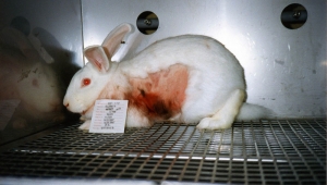 what is animal testing? how animals like rabbits suffer
