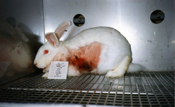 What Is Animal Testing? Facts and Humane Alternatives | PETA