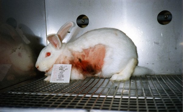 animal experimentation should not be permitted