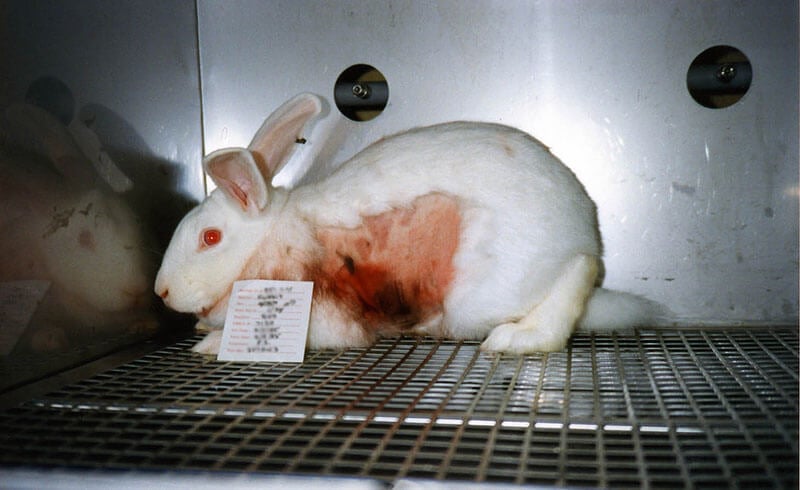 Tell the USDA: Do Your Job to Protect Animals in Labs! | PETA