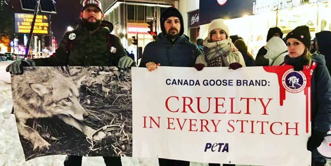 peta protest montreal influence u canada goose