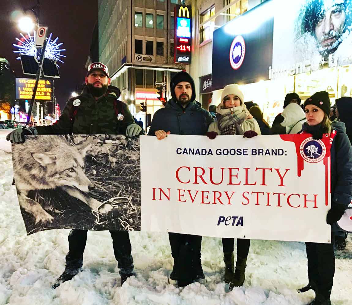 peta protest montreal influence u canada goose