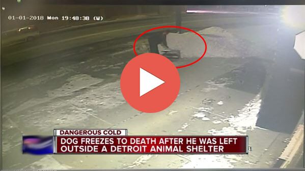 as winter weather blasts the U.S., dogs are literally freezing to death