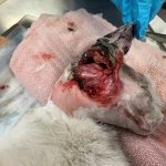 Injured Outdoor Cat